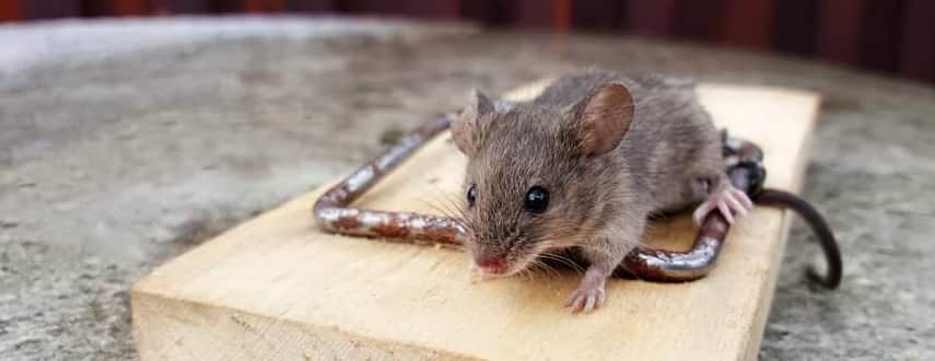 Mice Control Melbourne