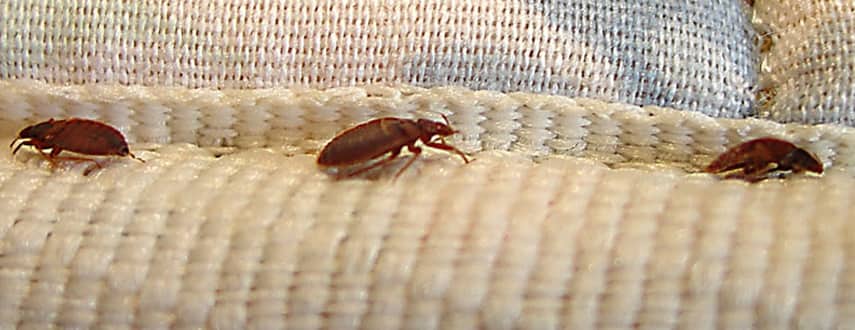 Bed Bug Control Melbourne