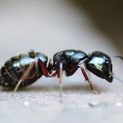 Image of Ant control Albert Park