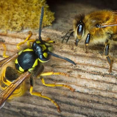 Image of Bee removal Bundoora
