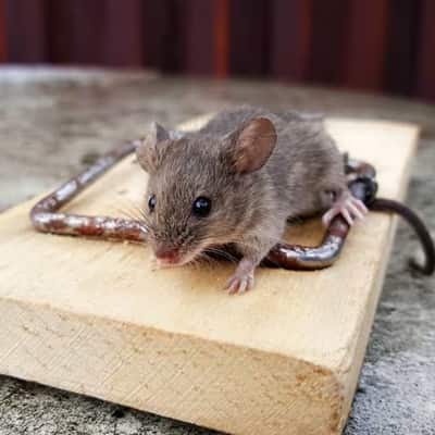 Image of Mice control Docklands