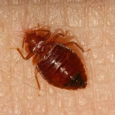 Image of bed bugs control Ballarat
