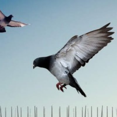 Image of bird control Ballarat