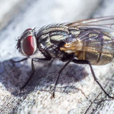 Image of flies control Albert Park