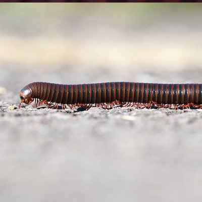 Image of millipedes control Berwick