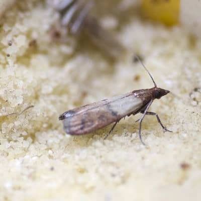 Image of moth control Geelong