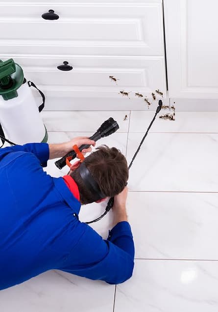 Image of pest control services Abbotsford