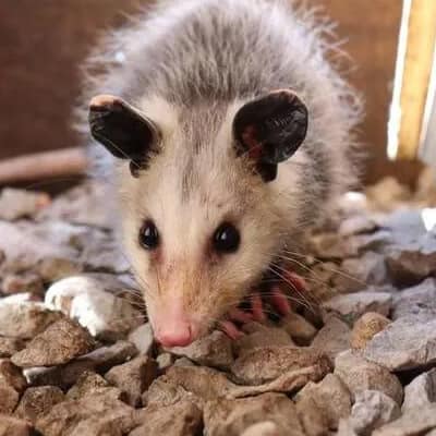 Image of possum removal Parkville