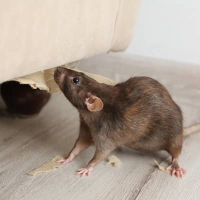 Image of rodent control Bendigo