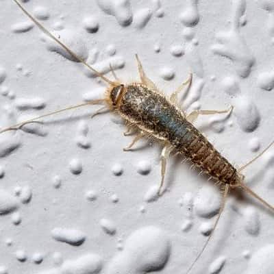 Image of silverfish control bayswater