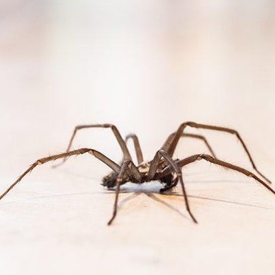 Image of spider control Abbotsford