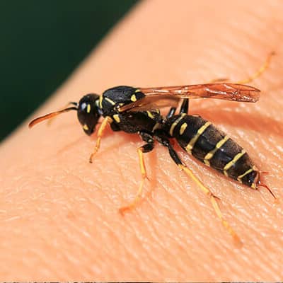 Image of wasp removal geelong