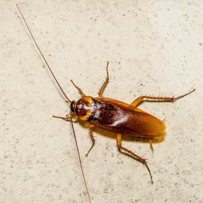 image of cockroach control brighton